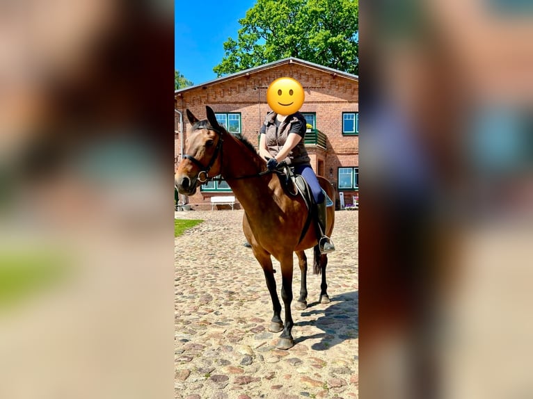 Duitse rijpony Merrie 15 Jaar 160 cm Bruin in Aukrug