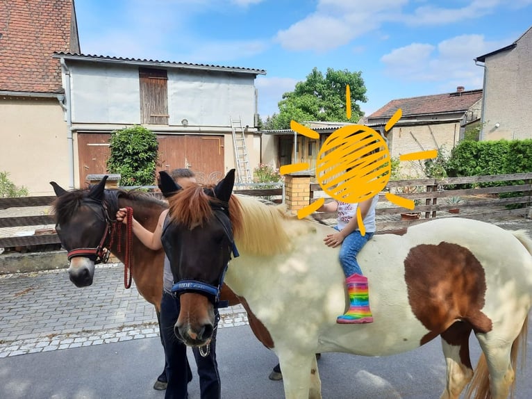 Duitse rijpony Mix Merrie 15 Jaar 160 cm Gevlekt-paard in Trebsen/Mulde