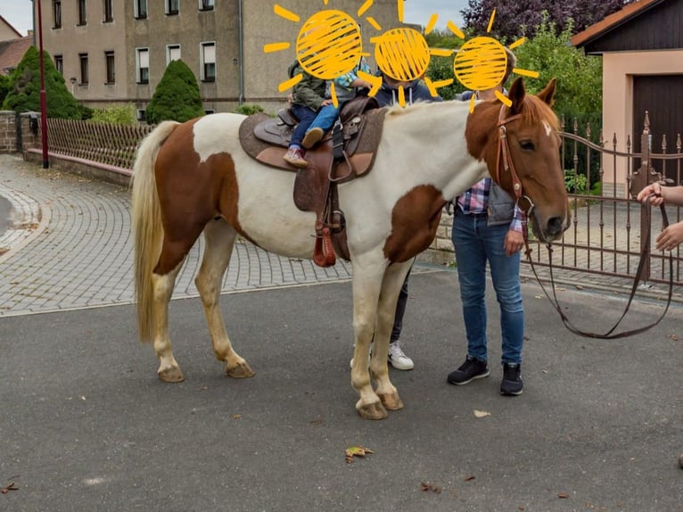 Duitse rijpony Mix Merrie 15 Jaar 160 cm Gevlekt-paard in Trebsen/Mulde