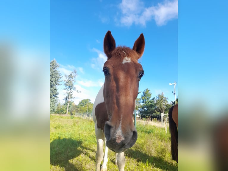 Duitse rijpony Mix Merrie 15 Jaar 160 cm Gevlekt-paard in Trebsen/Mulde