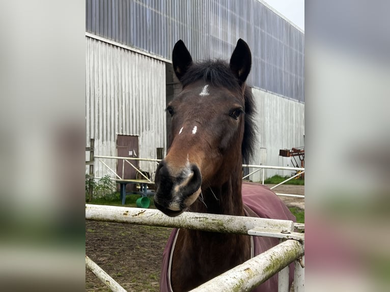 Duitse rijpony Merrie 15 Jaar Donkerbruin in Heide
