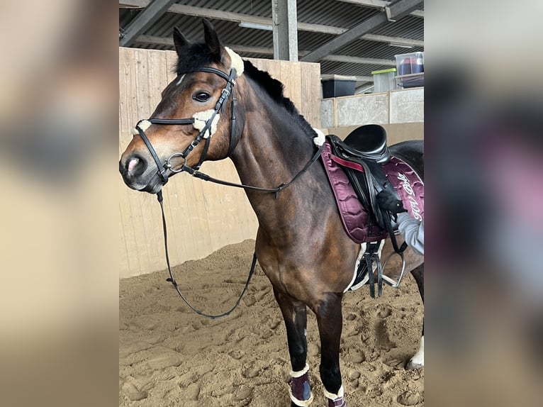 Duitse rijpony Merrie 15 Jaar Donkerbruin in Heide