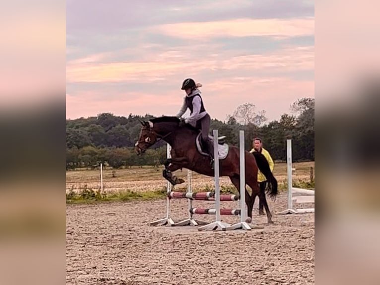 Duitse rijpony Merrie 15 Jaar Donkerbruin in Heide