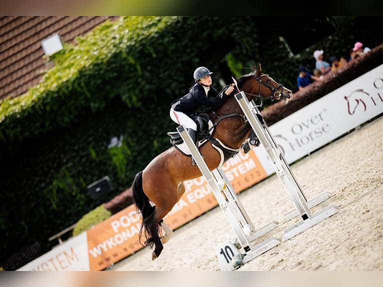 Duitse rijpony Merrie 16 Jaar 138 cm Roodbruin in Warszawa