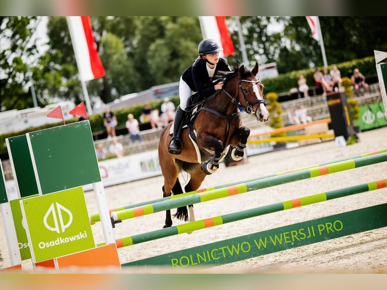 Duitse rijpony Merrie 16 Jaar 138 cm Roodbruin in Warszawa