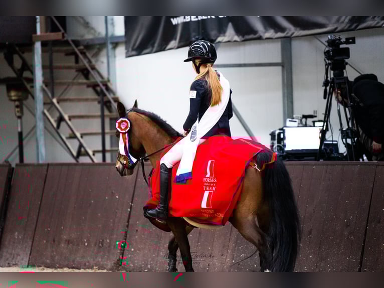 Duitse rijpony Merrie 16 Jaar 138 cm Roodbruin in Warszawa