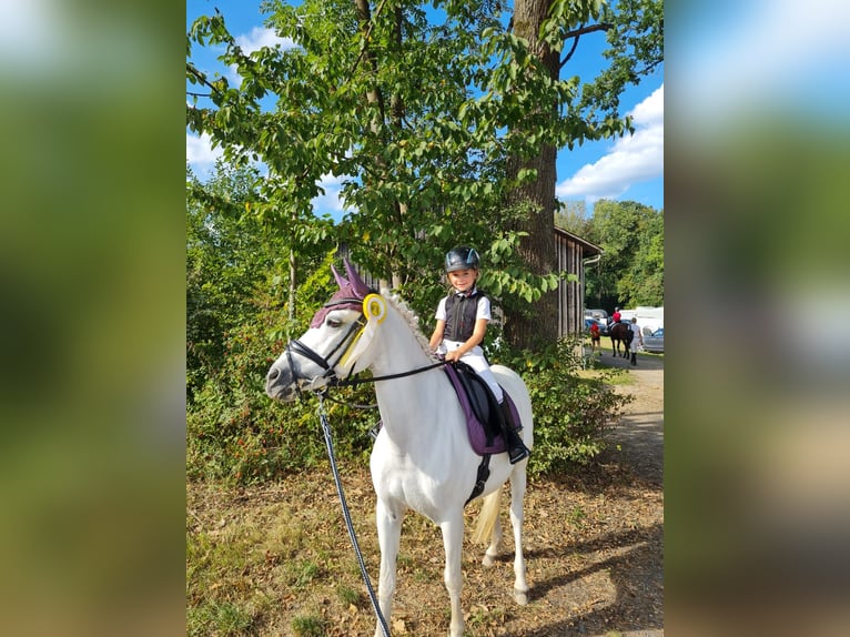 Duitse rijpony Merrie 16 Jaar 138 cm Schimmel in Bad Rodach