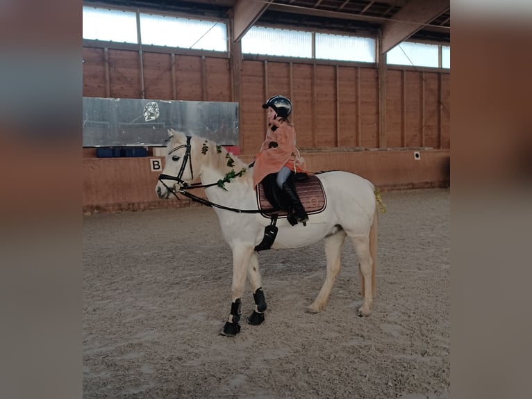 Duitse rijpony Merrie 16 Jaar 138 cm Schimmel in Bad Rodach