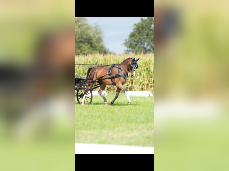 Duitse rijpony Merrie 16 Jaar 139 cm Bruin in Wetzlar