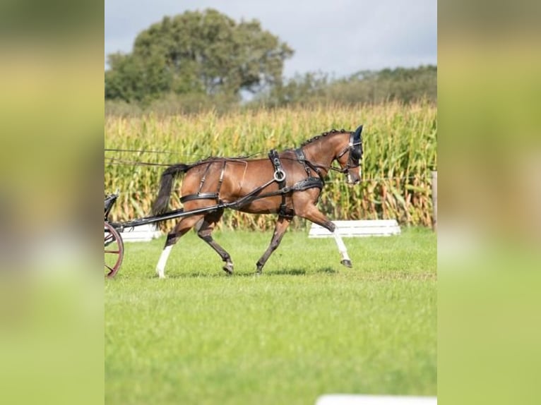 Duitse rijpony Merrie 16 Jaar 139 cm Bruin in Wetzlar