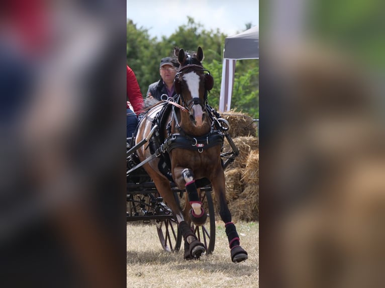 Duitse rijpony Merrie 16 Jaar 139 cm Bruin in Wetzlar