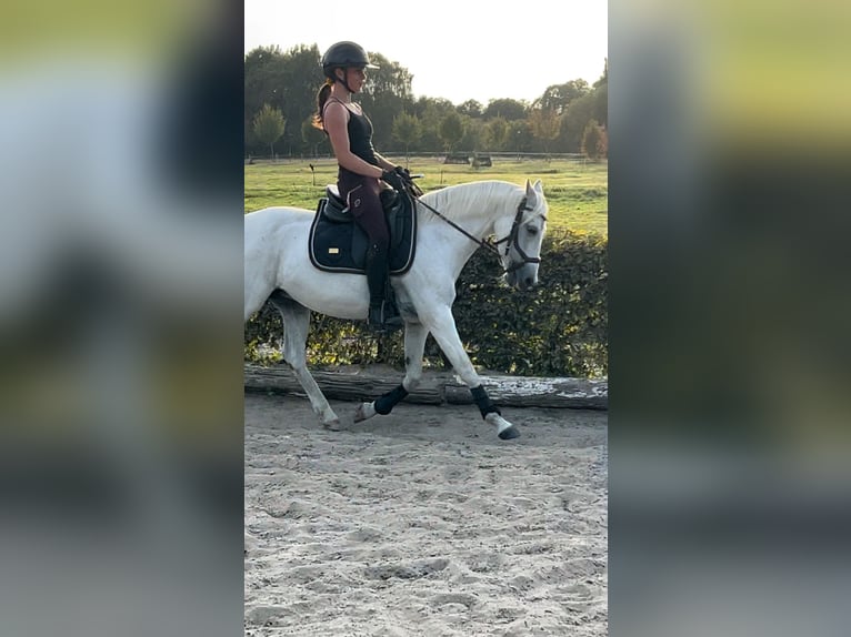 Duitse rijpony Merrie 16 Jaar 140 cm Schimmel in Zepernick