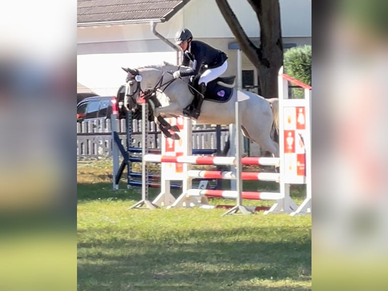 Duitse rijpony Merrie 16 Jaar 140 cm Schimmel in Zepernick