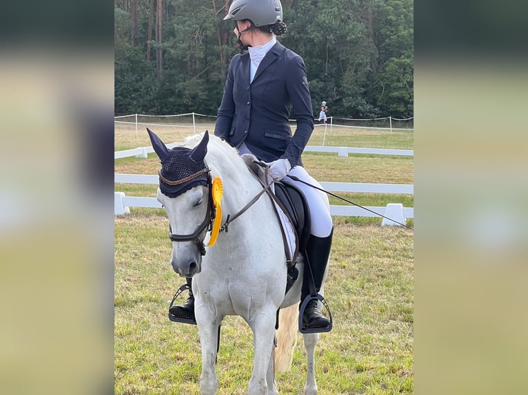 Duitse rijpony Merrie 16 Jaar 140 cm Schimmel in Zepernick