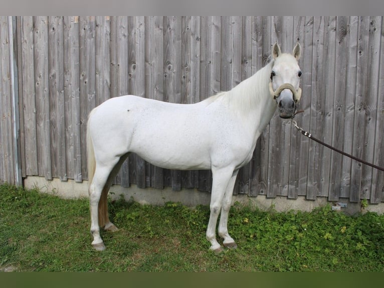 Duitse rijpony Merrie 16 Jaar 142 cm Schimmel in Mulfingen