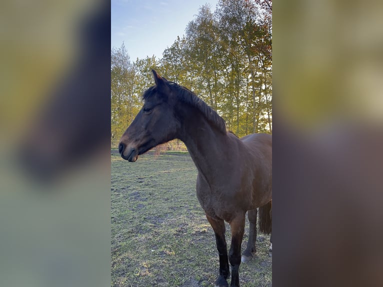 Duitse rijpony Merrie 16 Jaar 144 cm Bruin in Südbrookmerland