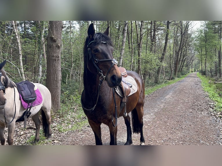 Duitse rijpony Merrie 16 Jaar 144 cm Bruin in Südbrookmerland