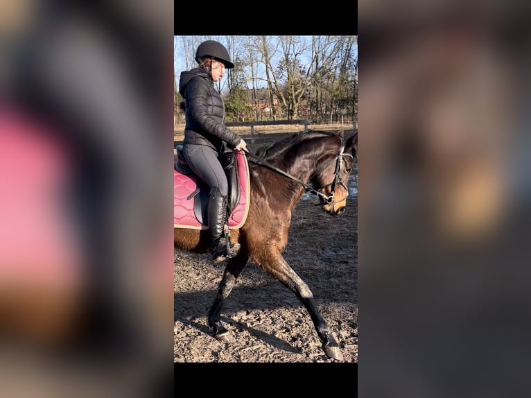 Duitse rijpony Merrie 16 Jaar 144 cm Bruin in Südbrookmerland