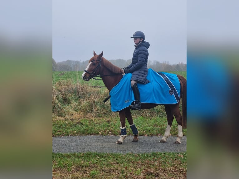 Duitse rijpony Merrie 16 Jaar 144 cm Vos in Cremlingen Duitse rijpony Merrie 16 Jaar 144 cm Vos in Cremlingen