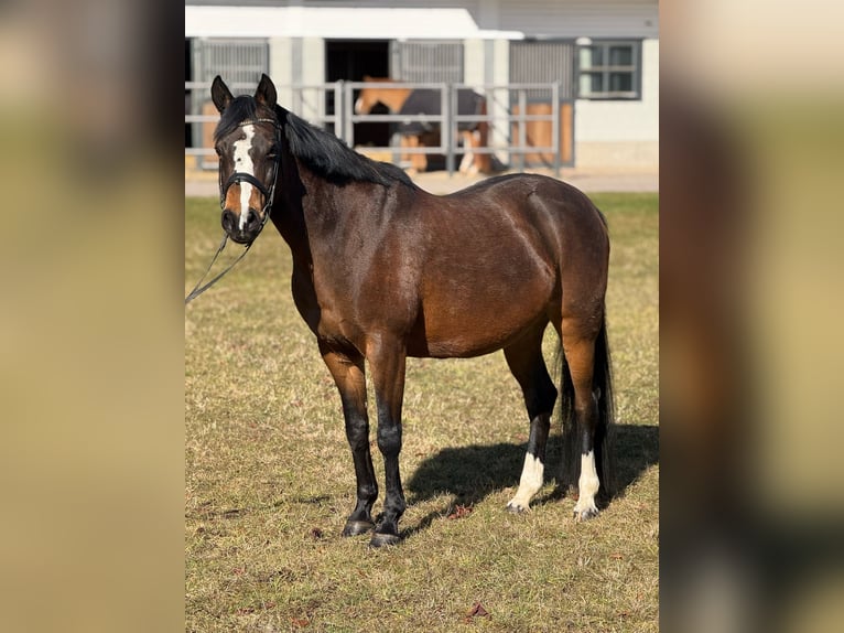 Duitse rijpony Merrie 16 Jaar 145 cm Donkerbruin in Bad Nauheim