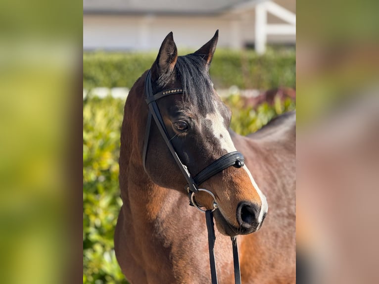 Duitse rijpony Merrie 16 Jaar 145 cm Donkerbruin in Bad Nauheim