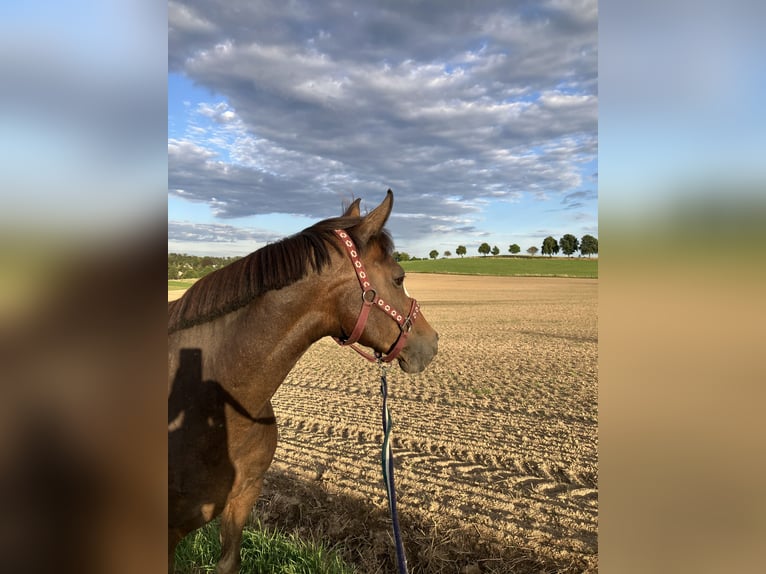 Duitse rijpony Merrie 16 Jaar 146 cm Bruin in Kamenz
