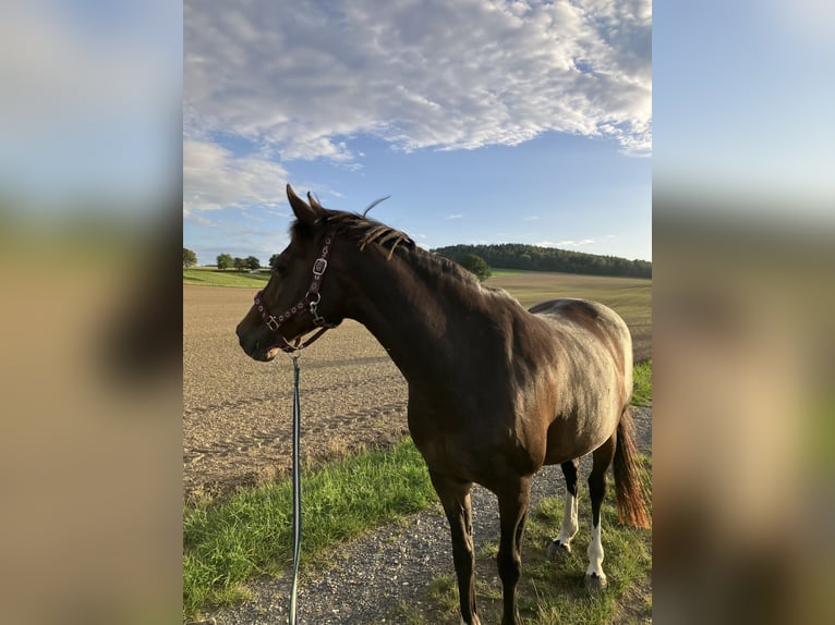 Duitse rijpony Merrie 16 Jaar 146 cm Bruin in Kamenz