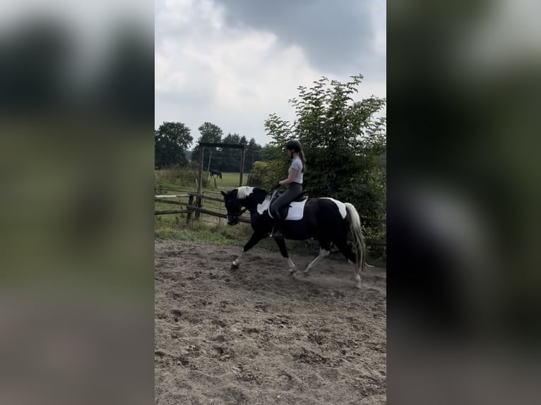 Duitse rijpony Merrie 16 Jaar 146 cm Gevlekt-paard in Osterrade