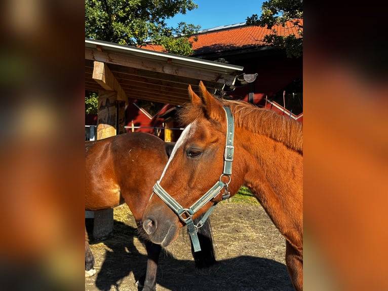 Duitse rijpony Merrie 16 Jaar 146 cm Vos in Reutte