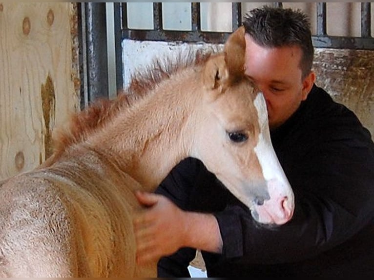 Duitse rijpony Merrie 16 Jaar 147 cm Red Dun in Skals