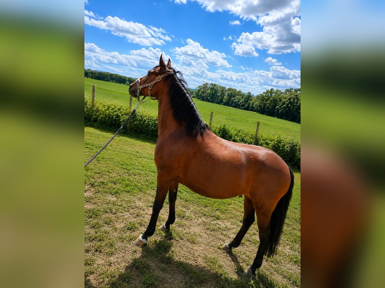 Duitse rijpony Merrie 16 Jaar 148 cm Bruin in Vienenburg
