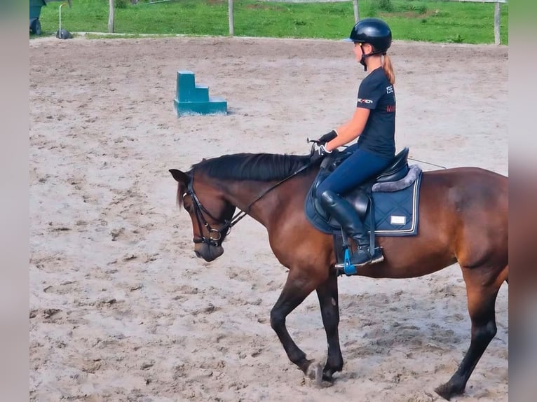 Duitse rijpony Merrie 16 Jaar 148 cm Bruin in Barth