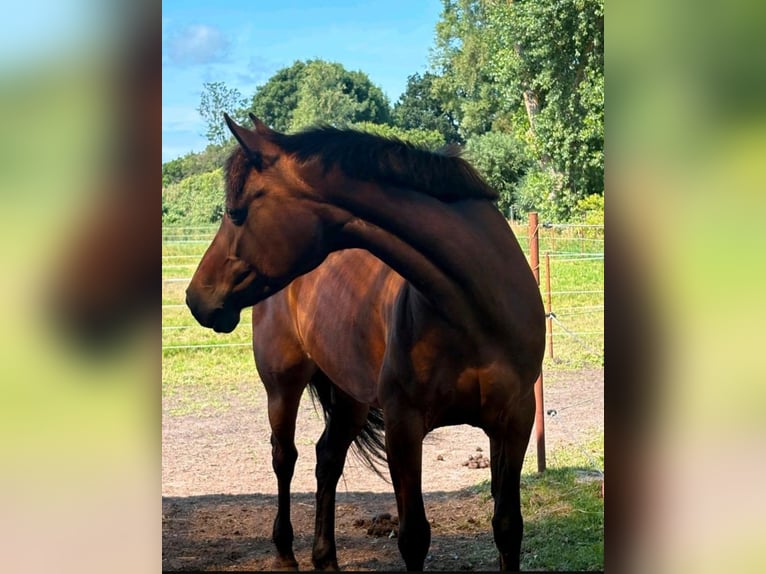 Duitse rijpony Merrie 16 Jaar 148 cm Bruin in Barth