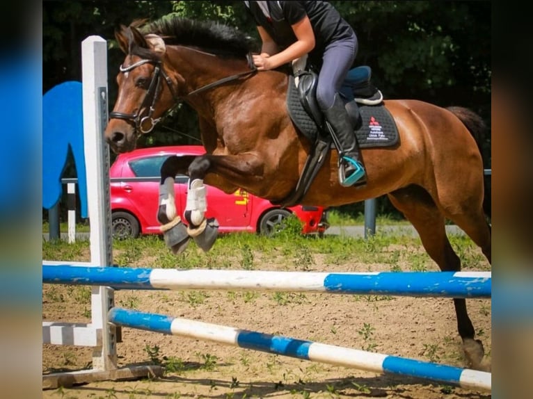 Duitse rijpony Merrie 16 Jaar 148 cm Bruin in Barth