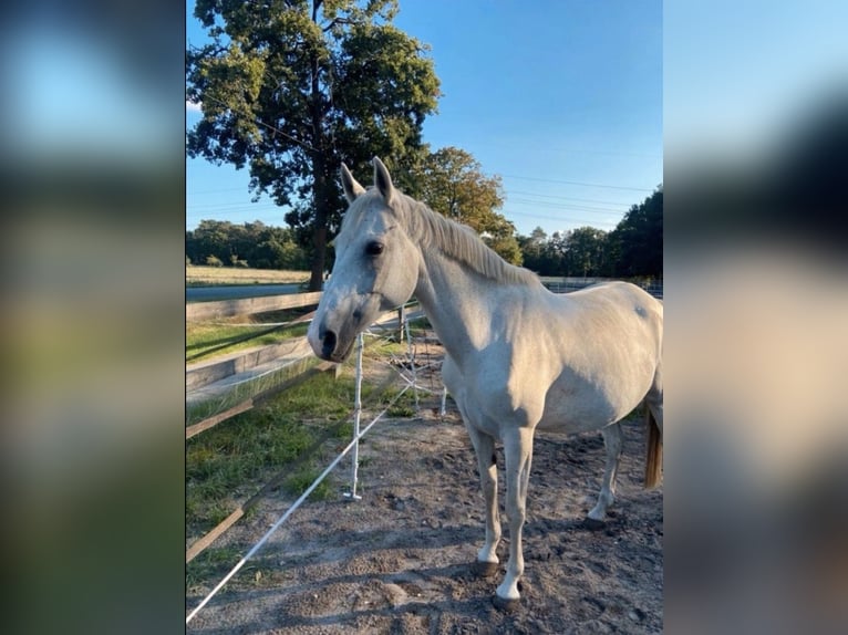 Duitse rijpony Merrie 16 Jaar 148 cm Schimmel in Celle