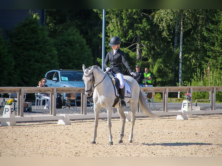 Duitse rijpony Merrie 16 Jaar 148 cm Schimmel in Lempäälä