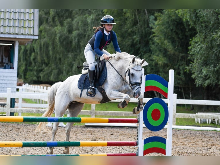 Duitse rijpony Merrie 16 Jaar 148 cm Schimmel in Koszalin
