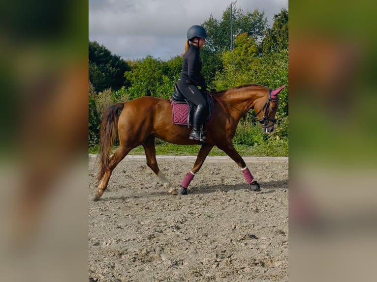Duitse rijpony Merrie 16 Jaar 148 cm Vos in Heikendorf