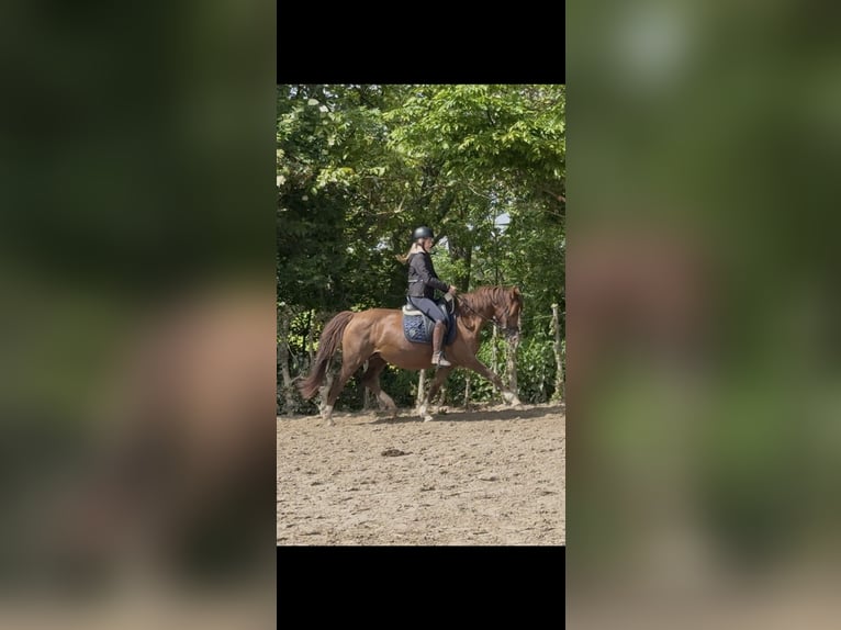 Duitse rijpony Merrie 16 Jaar 148 cm Vos in Erkelenz