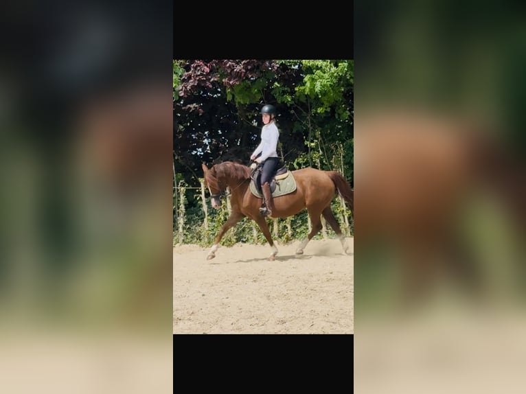 Duitse rijpony Merrie 16 Jaar 148 cm Vos in Erkelenz