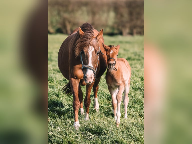 Duitse rijpony Merrie 16 Jaar 148 cm Vos in Erkelenz