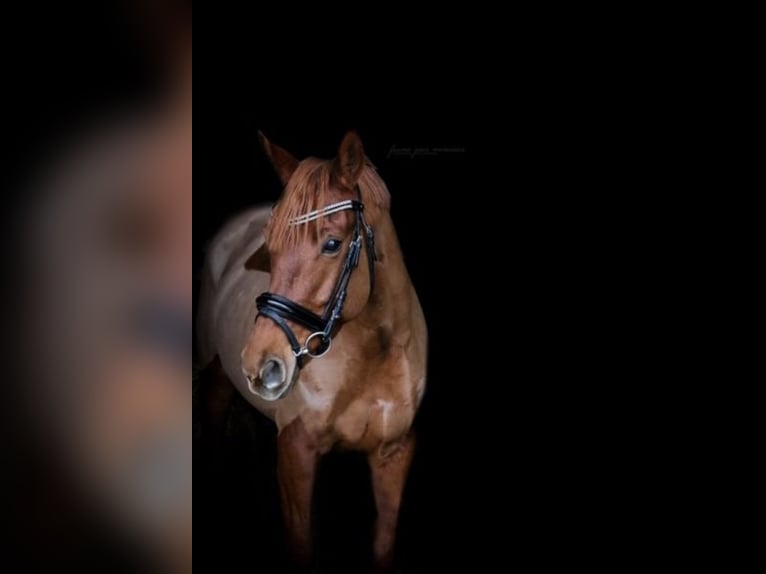 Duitse rijpony Merrie 16 Jaar 148 cm Vos in Golmsdorf