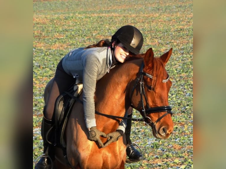 Duitse rijpony Merrie 16 Jaar 148 cm Vos in Golmsdorf