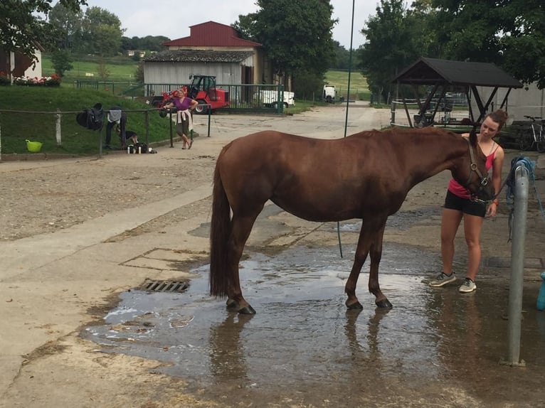 Duitse rijpony Merrie 16 Jaar 148 cm Vos in Golmsdorf
