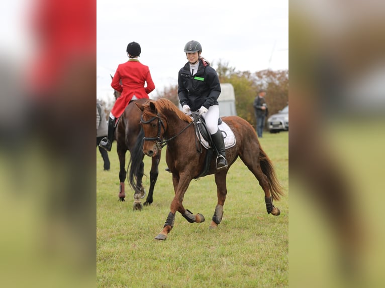 Duitse rijpony Merrie 16 Jaar 148 cm Vos in Golmsdorf