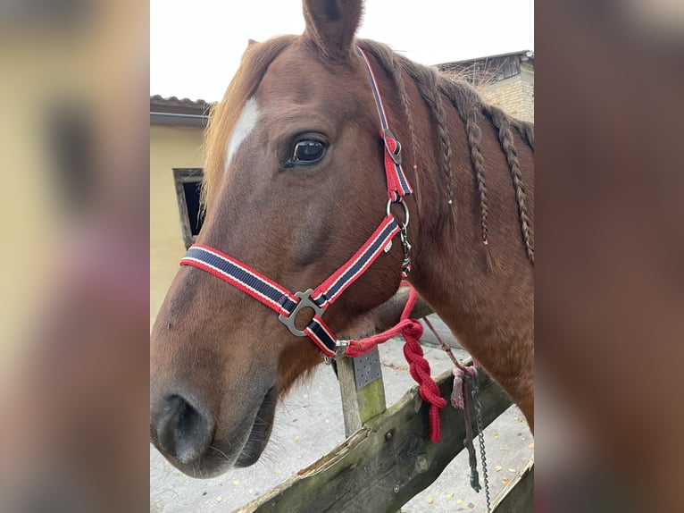 Duitse rijpony Merrie 16 Jaar 148 cm Vos in Gransee