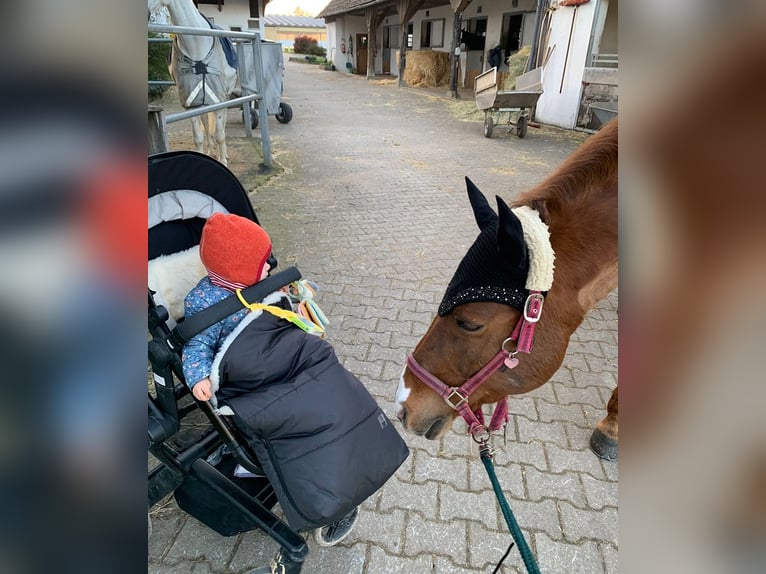 Duitse rijpony Merrie 16 Jaar 148 cm Vos in &#xD6;hringen&#xD6;hringen