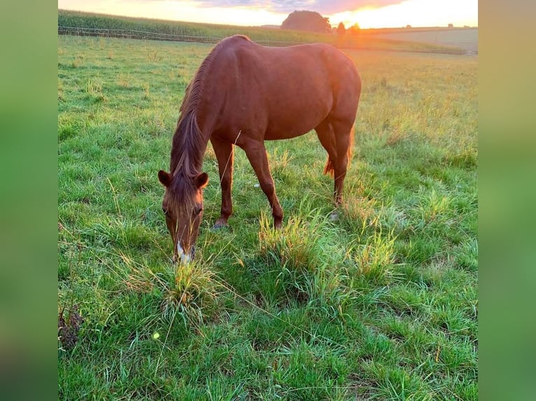Duitse rijpony Merrie 16 Jaar 148 cm Vos in &#xD6;hringen&#xD6;hringen