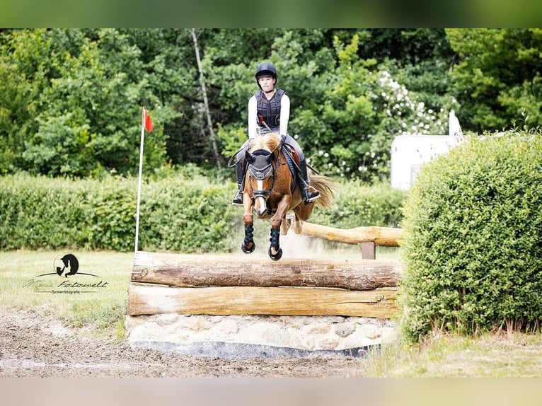 Duitse rijpony Merrie 16 Jaar 148 cm Vos in Görlitz