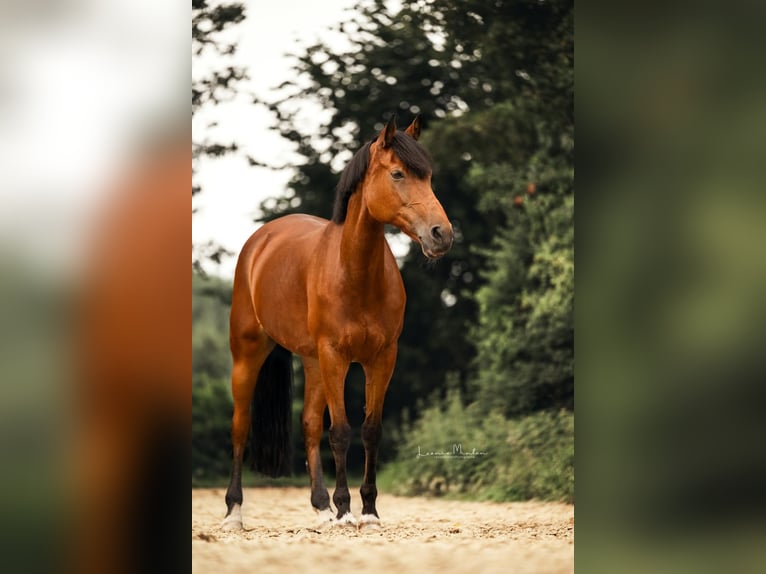 Duitse rijpony Merrie 16 Jaar 149 cm Bruin in Willich